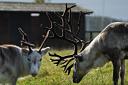 Two reindeer have been found after a 22 hour hunt in Elveden