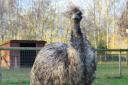 Writtle University College in Essex has become a new home for a two-year-old emu called Bueno.