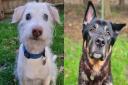 Could you give these dogs their forever homes in Suffolk?