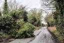 There were more than 100 reports of fallen trees in Suffolk yesterday