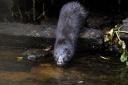The non-native American mink has been preying on native species in the UK and Ireland, but has been eradicated in East Anglia