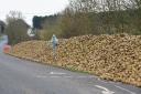 The pile of sugar beet by the side of the Old Norwich Road, Ipswich, before it was transported away