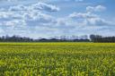 Farmers and landowners will have an important role to play if the UK is to meet its net zero targets, says William Hargreaves of Savills Suffolk