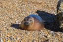 A grey seal colony has become established at Orford Ness.
