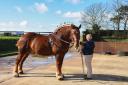 Suffolk Punch Achilles took part in the parade of stallions on Friday
