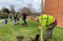 Fruit trees being planted in Hadleigh