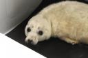 Seal pup being cared for by kind volunteers Photo: John Boyle