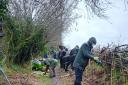 Volunteers helping restore the hedges bounding Bacon Lane in Hadleigh.