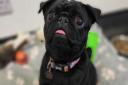 Chilli the pug is looking for a home - and £3,000 for a vital operation