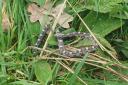 A baby corn snake was found in a Suffolk garden