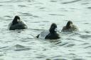 The rare Lesser Scaup spotted at RSPB Minsmere