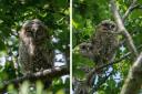 A new brood of owlets were spotted in Christchurch Park this bank holiday weekend.