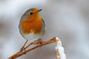 Getting outdoors, wearing bright colours and having a good old sing - the robin is the perfect advocate of Christine's tips for staying positive this winter
