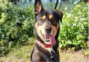 MJ the black and tan crossbreed is looking for a forever home
