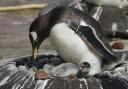 Gentoo penguin Muffin nurtures her newborn chick at Edinburgh Zoo (RZSS/PA)