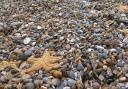 Walkers have discovered that hundreds of starfish have washed up on Kessingland beach in Suffolk