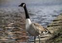 A Canada goose was stolen from Chantry Park in Ipswich