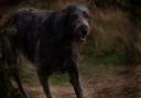 Does the legendary spectral hound Black Shuck roam the ruins of Bigod's Castle? Picture: Archant Library