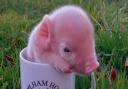 One of the piglets born at Baylham House Rare Breeds Farm, near Needham Market