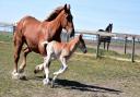 Suffolk Punch foal Prince Philip and his mother