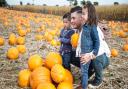 Undley Farm's pumpkin patch, near Mildenhall, was ranked fifth best in the country and best in Suffolk