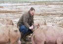 Suffolk pig farmer Alastair Butler says the build-up of problems faced by the industry will be too much for some