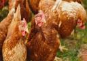 Chickens across Suffolk have been culled (file photo)