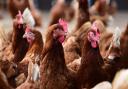 Chickens were culled at a premises near Bury St Edmunds.