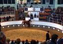 Fourteen of the Queen\'s horses will be sold at Tattersalls in Newmarket this week. File photo of a previous Tattersall sale.