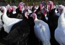 Turkey farmer Chris Mobbs has shared his thoughts on a potential turkey shortage at Christmas and the legal regulation being extended