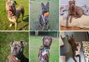 Can you give any of these dogs their forever home in Suffolk?