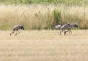 The family of cranes on the Snape Wetlands Nature Reserve.