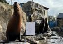 There are four sea lions at Colchester Zoo going into 2023