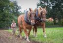 The Suffolk Punch has been chosen to help with the woodland management at a National Trust site