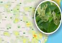 Japanese knotweed infestations have been recorded across Suffolk