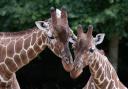 Feed giraffes and have afternoon tea at unique Valentine's experience
