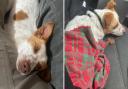 Pickle the Jack Russell's luck has changed after a flock of people offered to adopt her - but the search for her original owners still continues.
