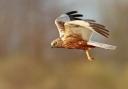 A marsh harrier, which is a species that can be found at RSPB Minsmere in Suffolk