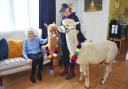Hilda Woodhead celebrated her 100th birthday with her family and two alpacas. Image: Mick Howes