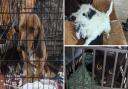 The animals rescued from the Manningtree home