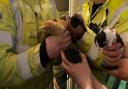 The newborn kittens were rescued from underneath the floor at the home in Sudbury