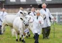 The first day of the Suffolk show saw many livestock breeds being judged