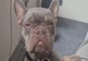 Pearl the French Bulldog was stolen during an aggravated burglary