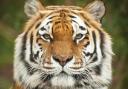 Anoushka the tiger at Colchester Zoo has died