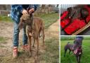Greyhounds that need rehoming in Suffolk