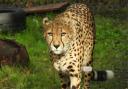 Duma the cheetah has arrived at Africa Alive