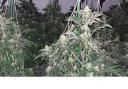Cannabis plants found in the home