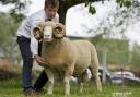 Tim Pratt with one of his prize-winning Dorset Horn sheep Staverton Arnie