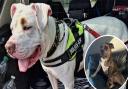 Suffolk Animal Rescue revealed all four of the XL Bully dogs that had been in their care had found secure homes