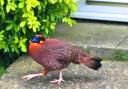 People living in Elmswell spotted this bird wandering through their gardens